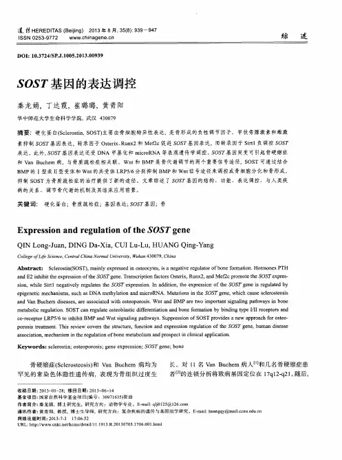 SOST基因的表达调控