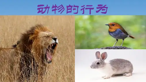 苏科版八年级上册生物课件6.17.2动物的行为