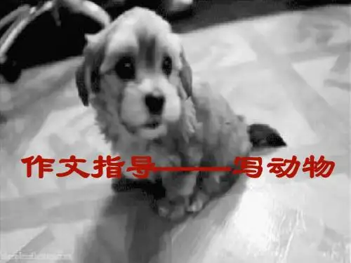 描写动物的PPT课件[1]