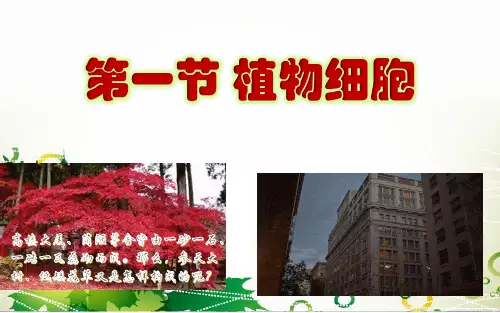 观察植物细胞
