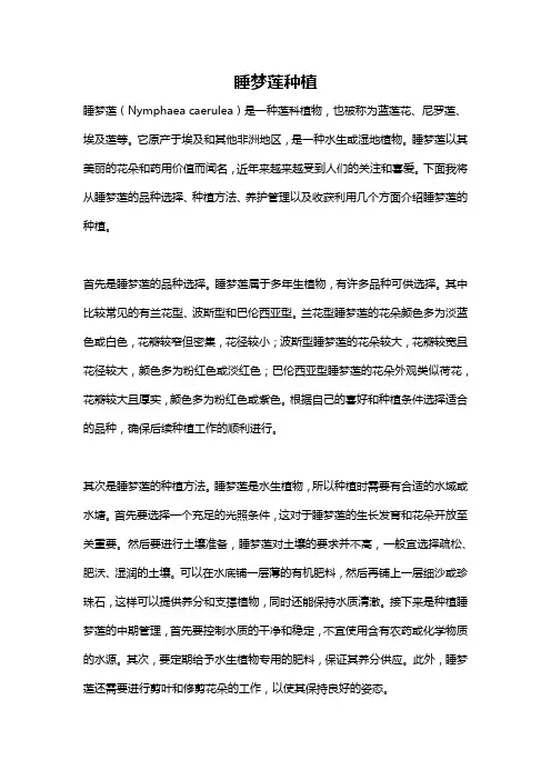 睡梦莲种植