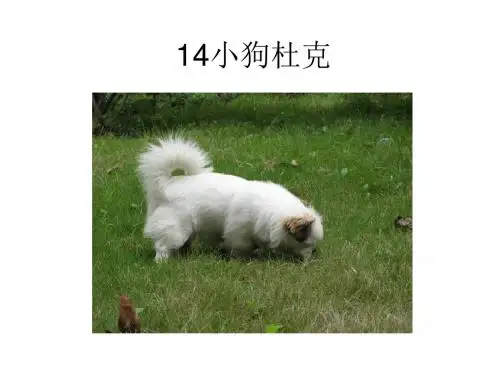 14 小狗杜克