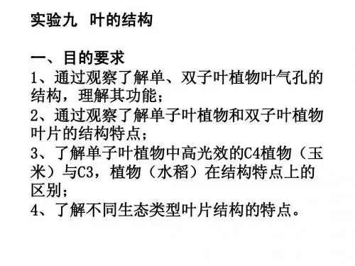 叶的结构