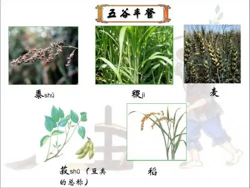 北师大版必修二第一单元 第1课 农业的主要耕作方式和土地制度  课件(28张)