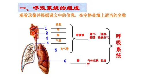 呼吸系统,消化系统,循环系统,泌尿系统总复习
