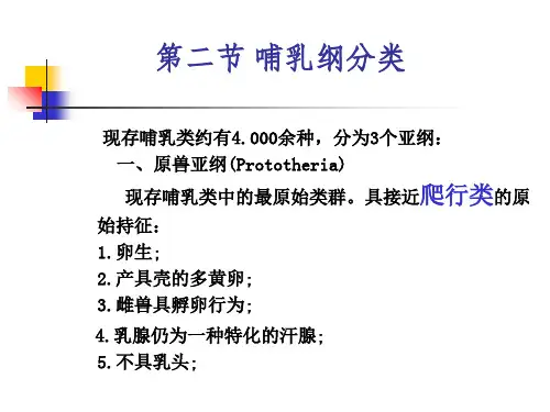 哺乳动物分类