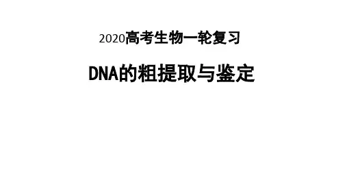 DNA粗提取与鉴定【优秀课件】
