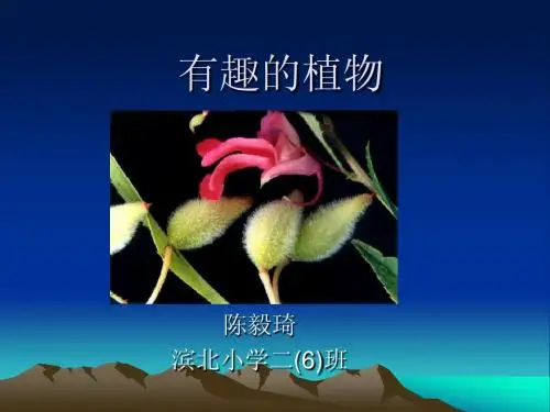 有趣的植物 2