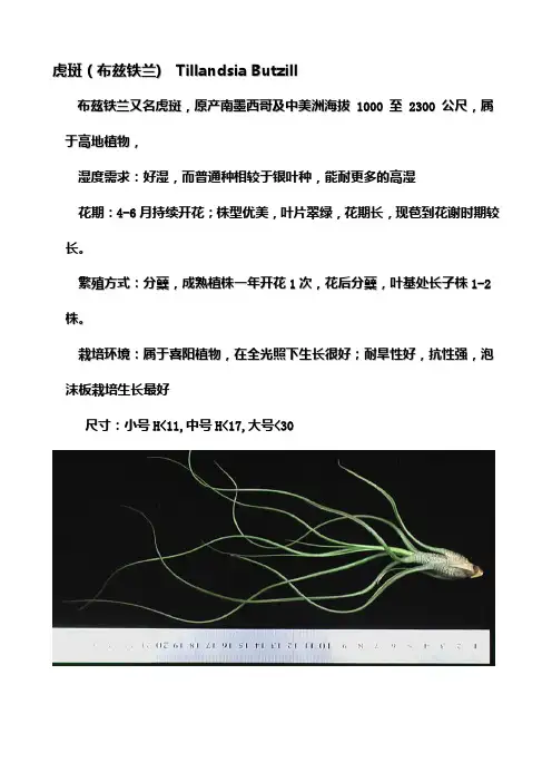 空气凤梨