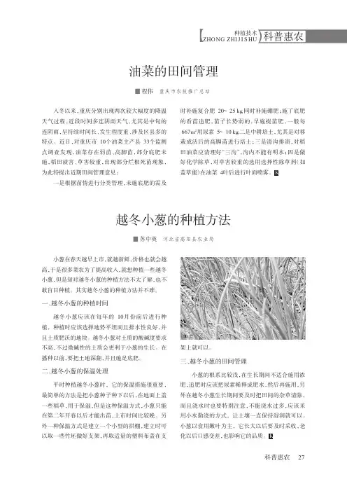 越冬小葱的种植方法