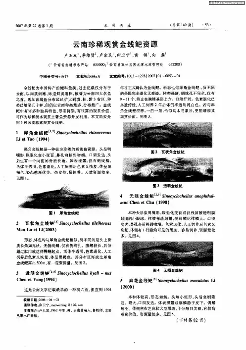 云南珍稀观赏金线鱼巴资源