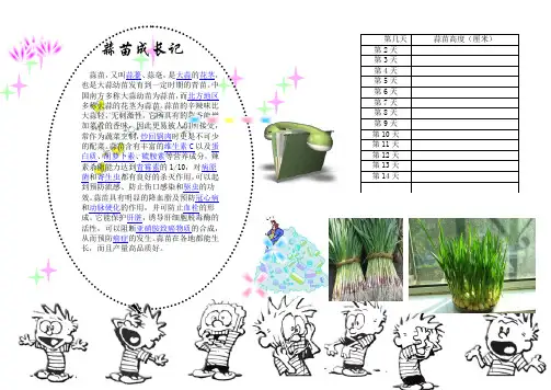 蒜苗成长记小报