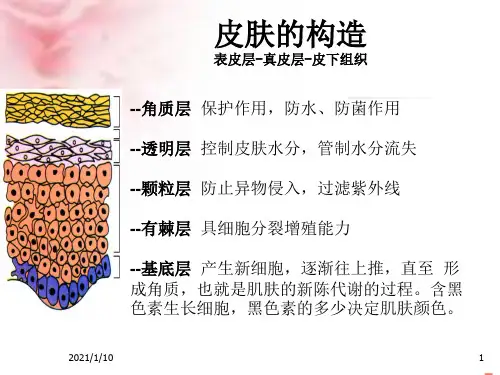 美丽全攻略精品PPT课件