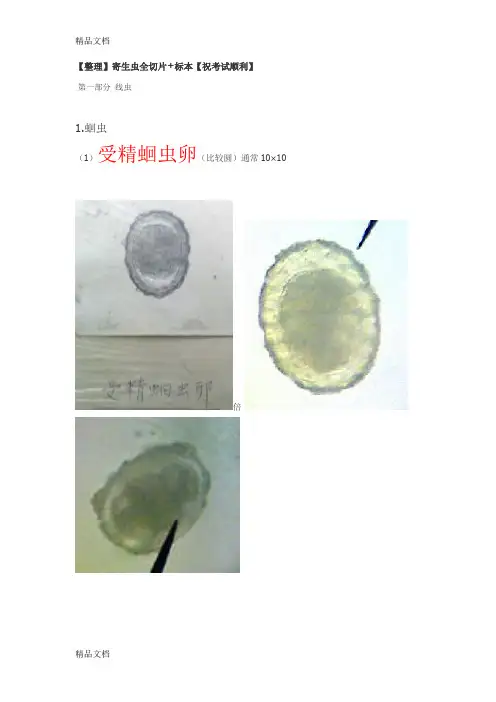 (整理)湘雅医学院寄生虫实验标本考试资料寄生虫图谱全切片+标本总结