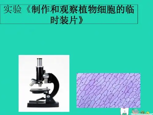 人教版(新课程标准)植物细胞__实验制作和观察植物细胞的临时装片课件(共21张PPT)