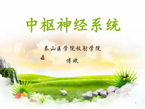 中枢神经系统PPT课件