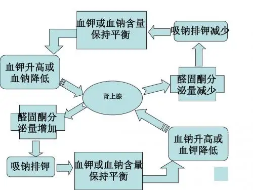 生长素的生理作用