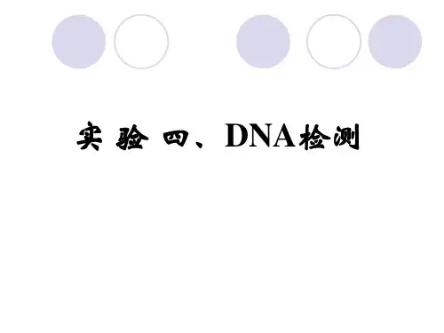 实验4 DNA浓度纯度的检测和电泳检测