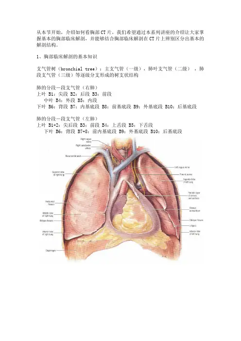 肺段详细