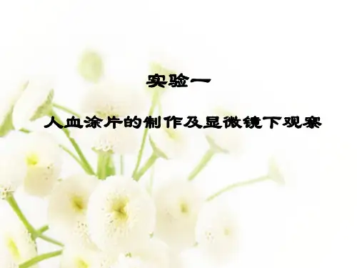 人血涂片的制作及显微镜下观察