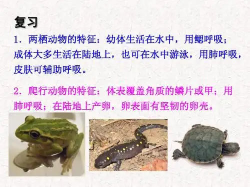 第五单元第一章第六节鸟