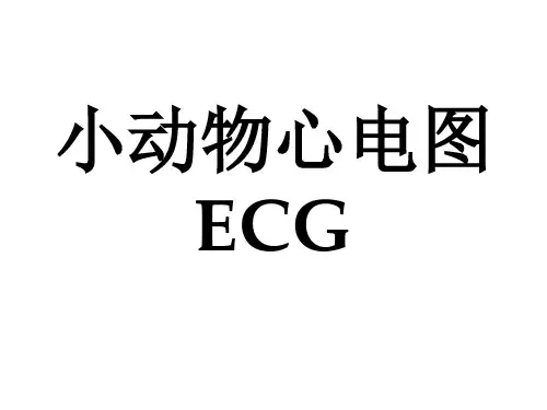 小动物心电图