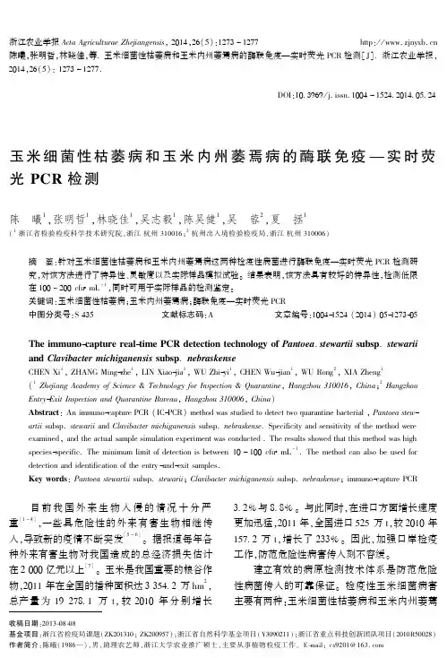 玉米细菌性枯萎病和玉米内州萎焉病的酶联免疫-实时荧光+PCR检测