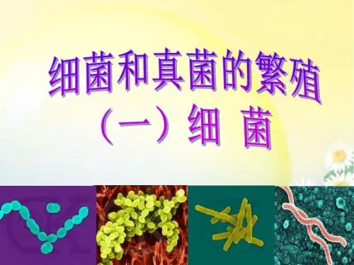细菌和真菌的繁殖(1)