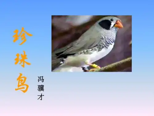 四年级语文(上)第21课《珍珠鸟》ppt(苏教版)