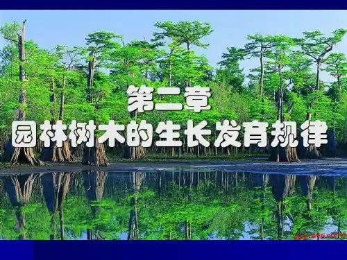 第二章  园林树木的生长发育规律