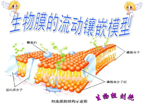 生物膜流动镶嵌模型