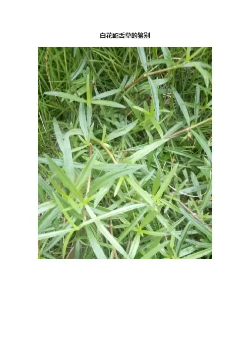 白花蛇舌草的鉴别