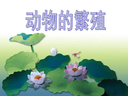 5、《动物的繁殖》PPT课件