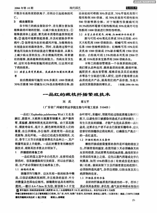 一品红的嫩枝扦插繁殖技术