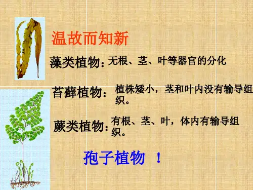 七年级生物上册《种子植物》课件 新人教版