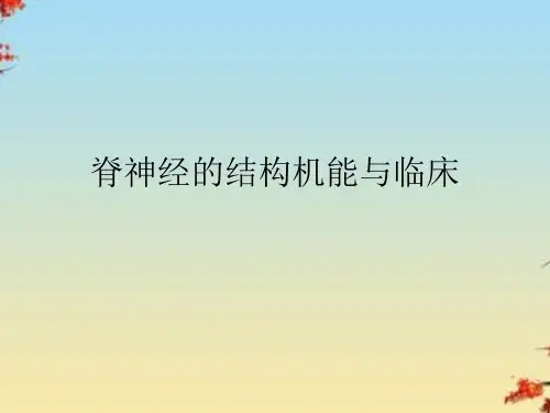 脊神经的结构机能与临床