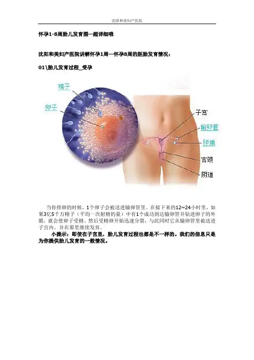 怀孕1周-怀孕8周胎儿发育情况-有图哦