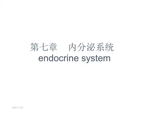 西医学课件内分泌系
