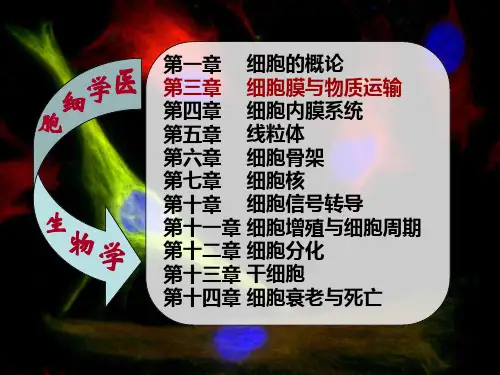 医学细胞生物学2三章细胞膜