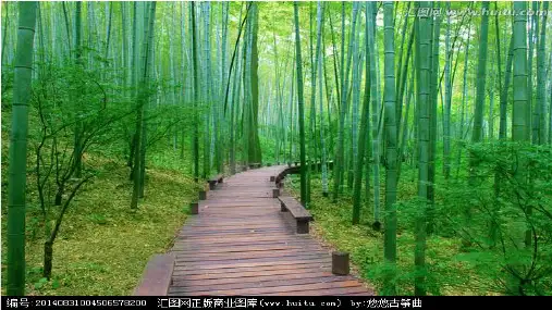 2.观察一棵植物