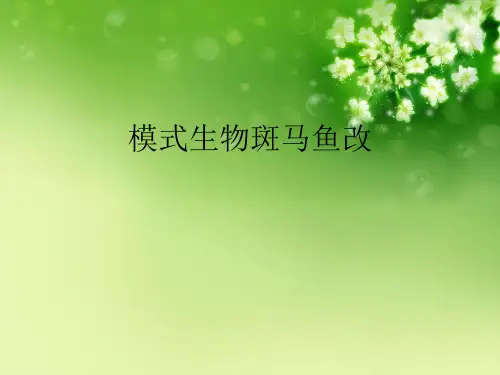 模式生物斑马鱼改优秀课件