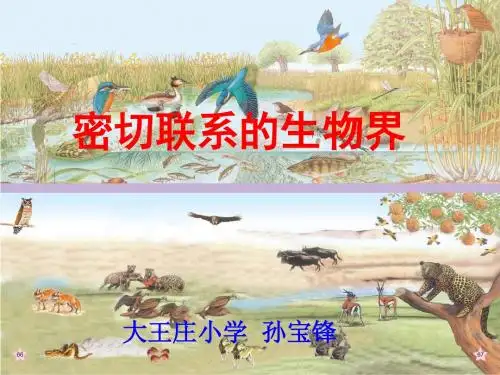 六上科学 密切联系的生物界 精品课件
