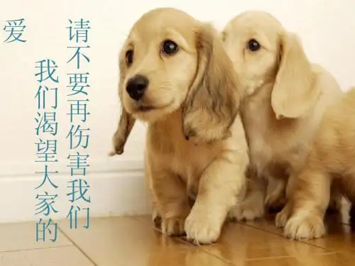爱犬的呼吁