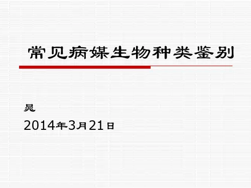 常见病媒生物鉴别