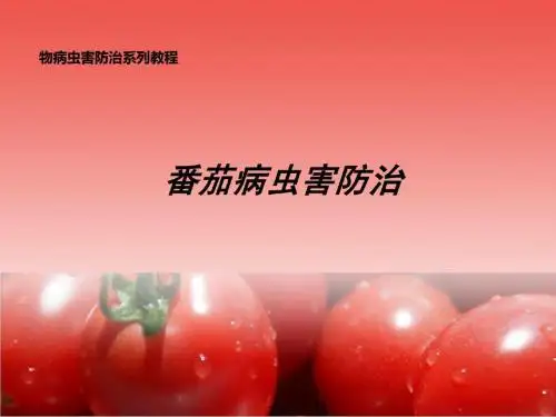 番茄病虫害防治 -