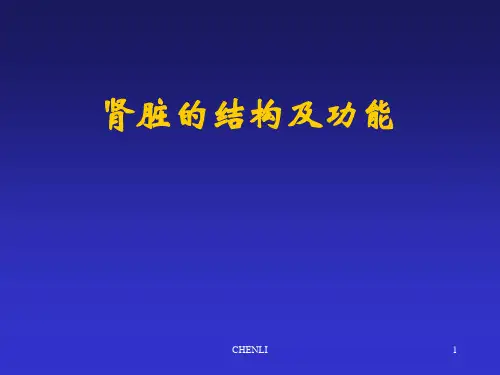 肾脏的结构及功能PPT课件