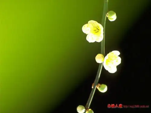 我也追星