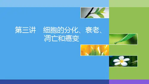 第三讲 细胞的分化、衰老、凋亡和癌变