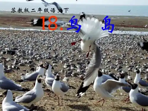 二年级语文下册《鸟岛》PPT课件(苏教版)