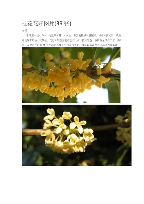 桂花花卉图片(33张)